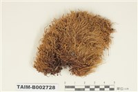 藏品(曲尾苔科)的圖片